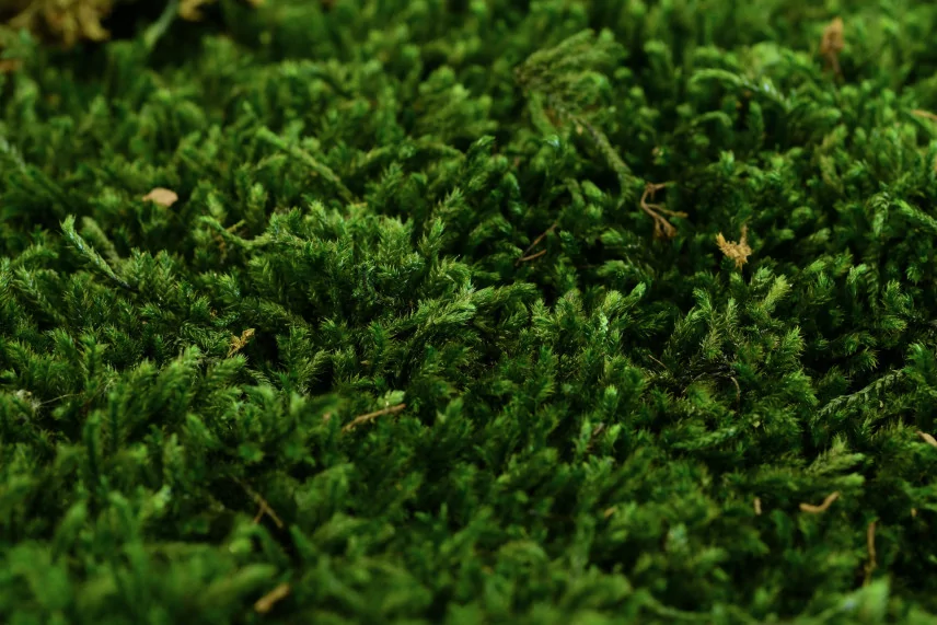 Preserved Long Moss (Bulk Box)