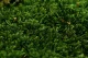 Preserved Long Moss (Bulk Box) 1
