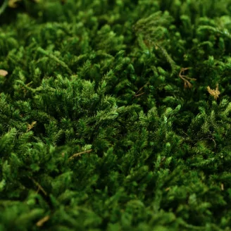 Preserved Long Moss (Bulk Box)