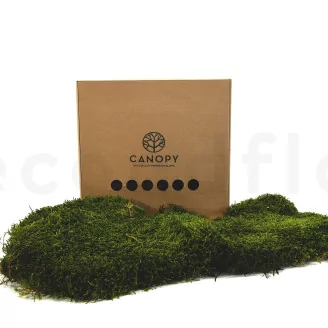 Preserved Long Moss (Box)
