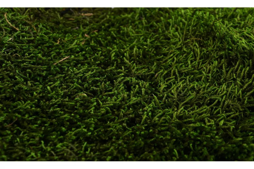 Preserved Long Moss (Box)