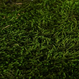 Preserved Long Moss (Box)