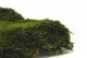 Preserved Long Moss (Box) 7