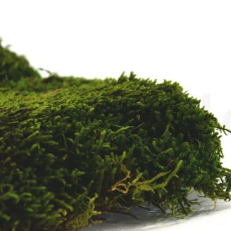 Preserved Long Moss (Box)
