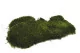 Preserved Long Moss (Box) 5
