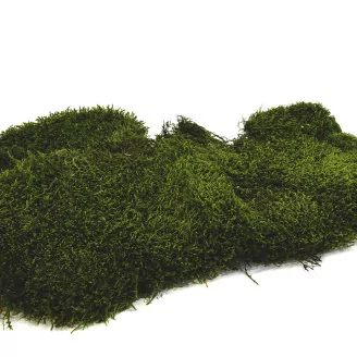 Preserved Long Moss (Box)