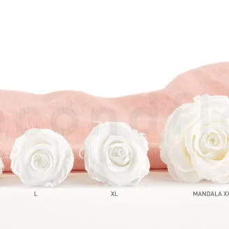 Preserved Rose XL White (set of 6)