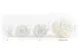 Preserved Rose XL White (set of 6) 13