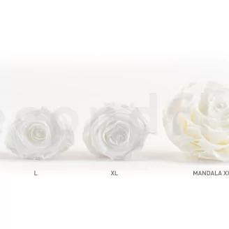 Preserved Rose XL White (set of 6)