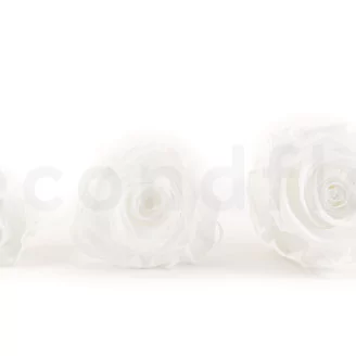 Preserved Rose XL White (set of 6)