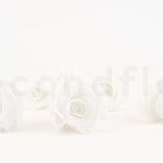 Preserved Rose XL White (set of 6)
