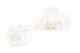 Preserved Rose XL White (set of 6) 7