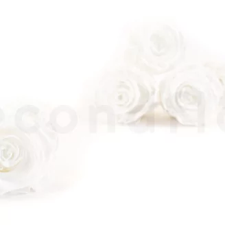 Preserved Rose XL White (set of 6)