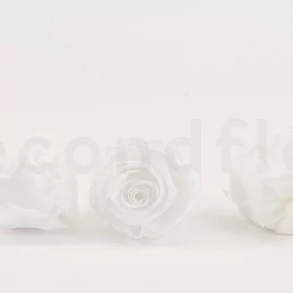 Preserved Rose XL White (set of 6)