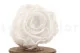 Preserved Rose XL White (set of 6) 10