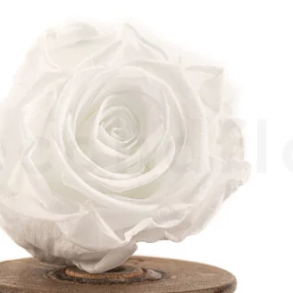 Preserved Rose XL White (set of 6)