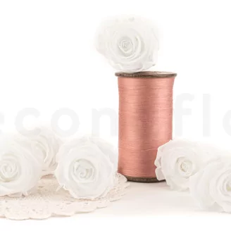 Preserved Rose XL White (set of 6)