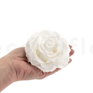 Preserved Mandala Rose XXL White