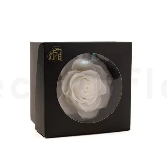 Preserved Mandala Rose XXL White