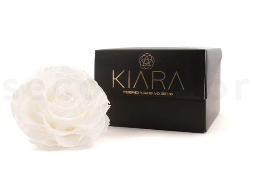 Preserved Mandala Rose XXL White