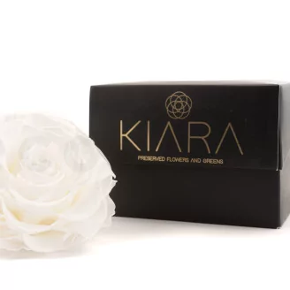 Preserved Mandala Rose XXL White