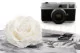 Preserved Mandala Rose XXL White 2