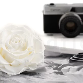 Preserved Mandala Rose XXL White