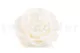 Preserved Mandala Rose XXL White 6