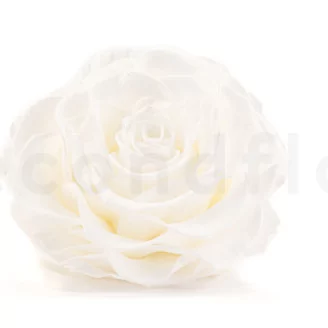 Preserved Mandala Rose XXL White