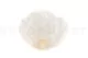 Preserved Mandala Rose XXL White 9