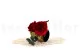 Corsage Red 5