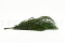 A Bunch of Greeen Preserved Eucalyptus Nicoly