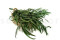 A Bunch of Greeen Preserved Eucalyptus Nicoly