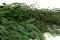 A Bunch of Greeen Preserved Eucalyptus Nicoly
