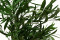A Bunch of Greeen Preserved Eucalyptus Nicoly