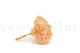Preserved Hydrangea Orange 3