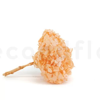 Preserved Hydrangea Orange