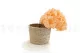 Preserved Hydrangea Orange 2