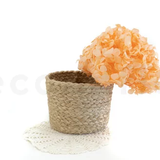 Preserved Hydrangea Orange
