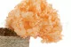 Preserved Hydrangea Orange 4