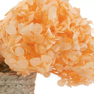 Preserved Hydrangea Orange
