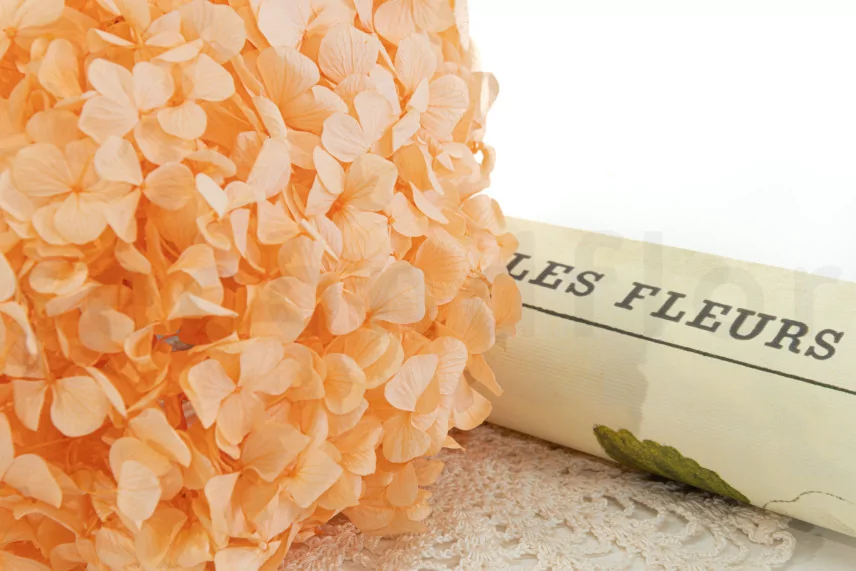 Preserved Hydrangea Orange