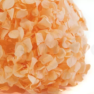 Preserved Hydrangea Orange