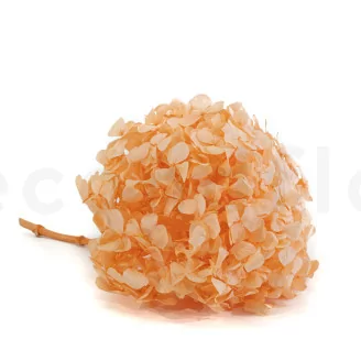 Preserved Hydrangea Orange