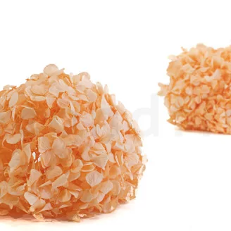 Preserved Hydrangea Orange