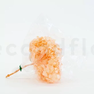 Preserved Hydrangea Orange