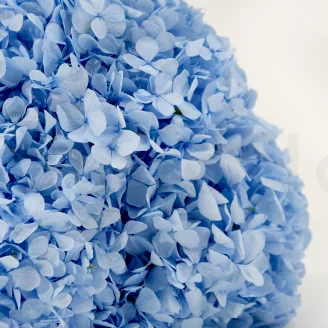 Preserved Hydrangea Light Blue