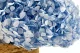 Preserved Hydrangea Light Blue 4
