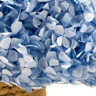 Preserved Hydrangea Light Blue