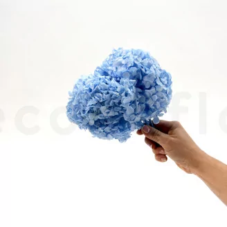 Preserved Hydrangea Light Blue
